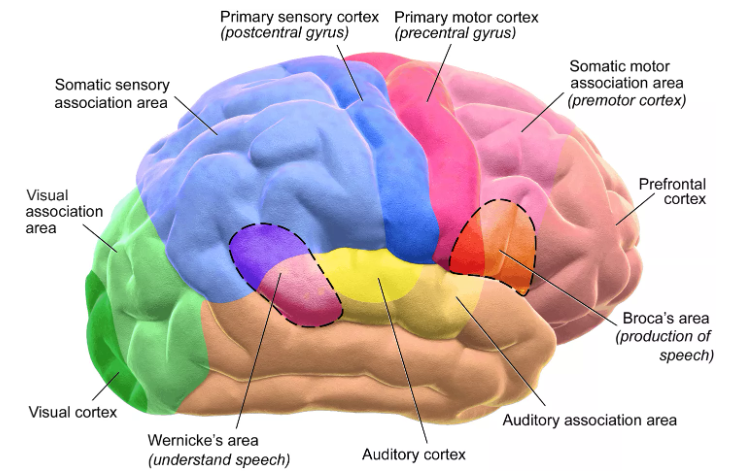 “万千大脑理论”(A thousand brains theory)，Jeffrey Hawkins给我们的脑科学启发#1，新皮层中的新发现与现代神经网络的发展